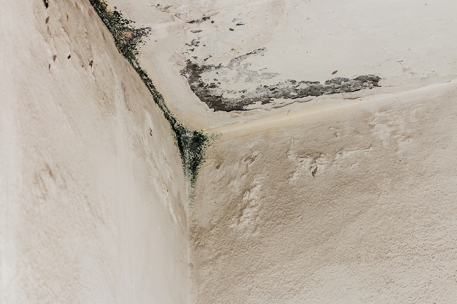 Nevada Monsoons & Mold: What Property Owners Should Know