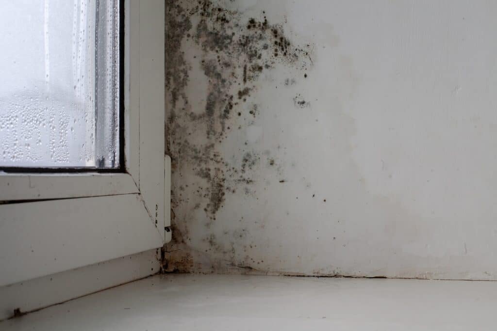 Commercial mold inspection