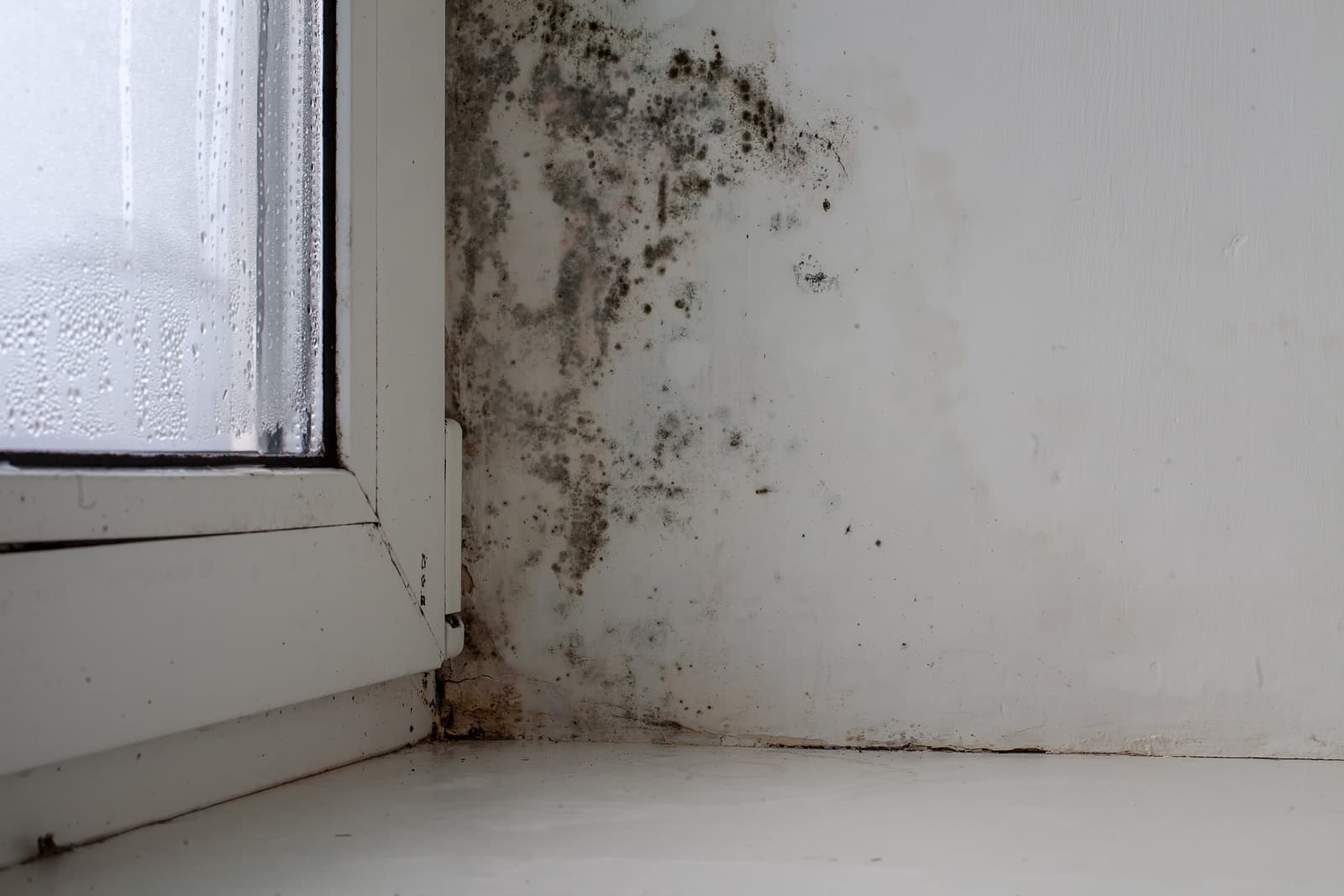 Catch Commercial Mold Before It Spreads